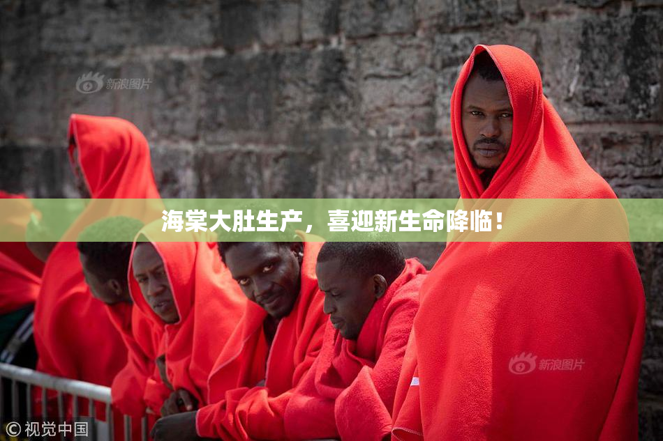 海棠大肚生产，喜迎新生命降临！
