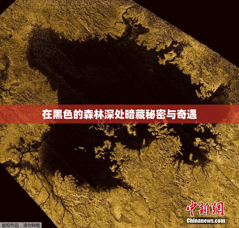 在黑色的森林深处暗藏秘密与奇遇