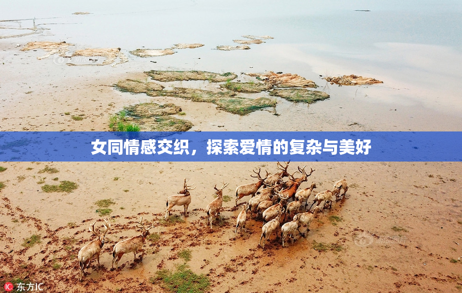 女同情感交织，探索爱情的复杂与美好