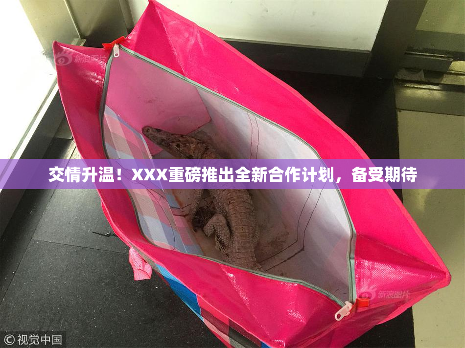 交情升温！XXX重磅推出全新合作计划，备受期待