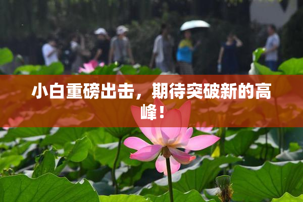 小白重磅出击，期待突破新的高峰！
