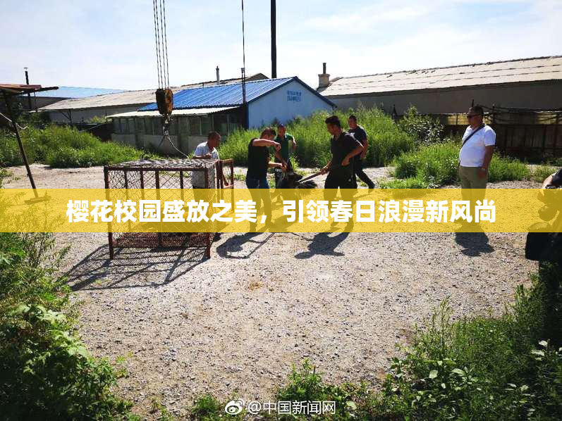 樱花校园盛放之美，引领春日浪漫新风尚