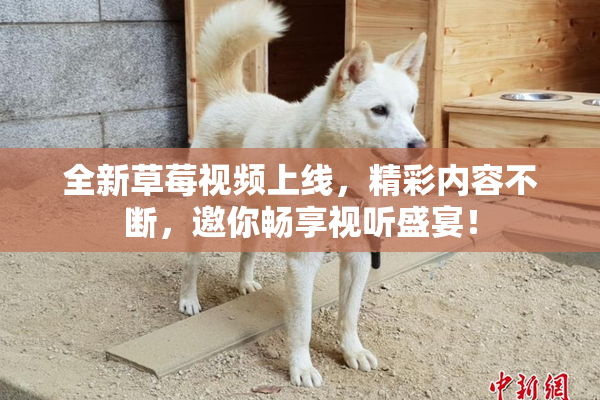 全新草莓视频上线，精彩内容不断，邀你畅享视听盛宴！
