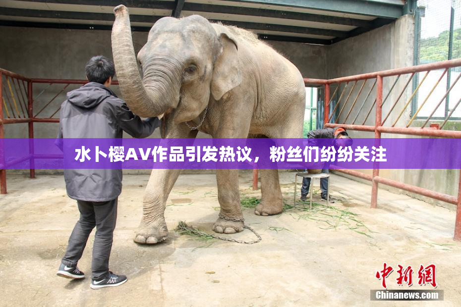 水卜樱AV作品引发热议，粉丝们纷纷关注