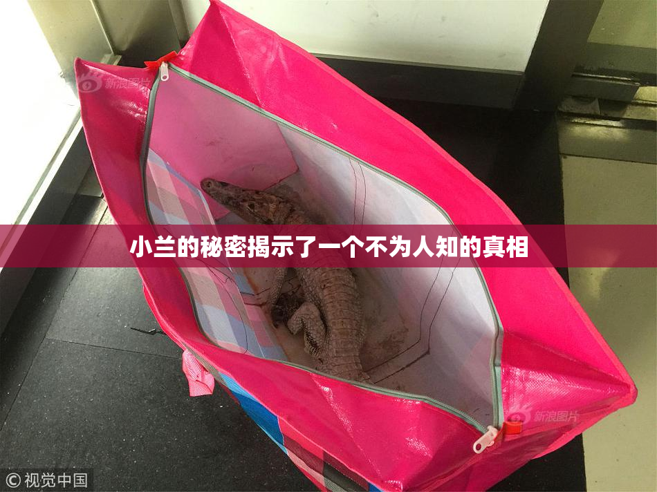 小兰的秘密揭示了一个不为人知的真相