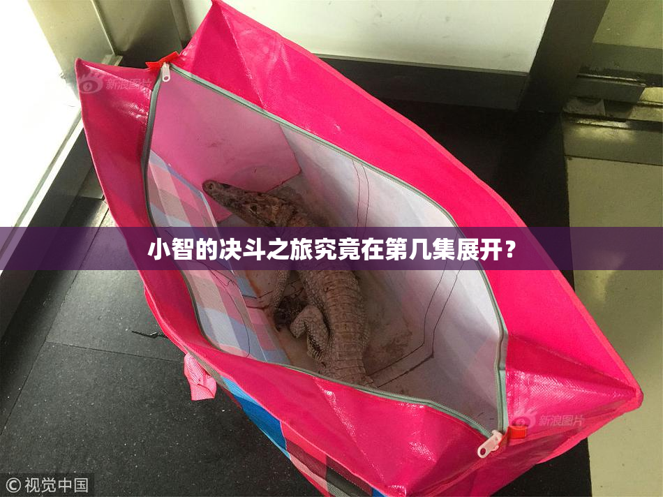 小智的决斗之旅究竟在第几集展开？