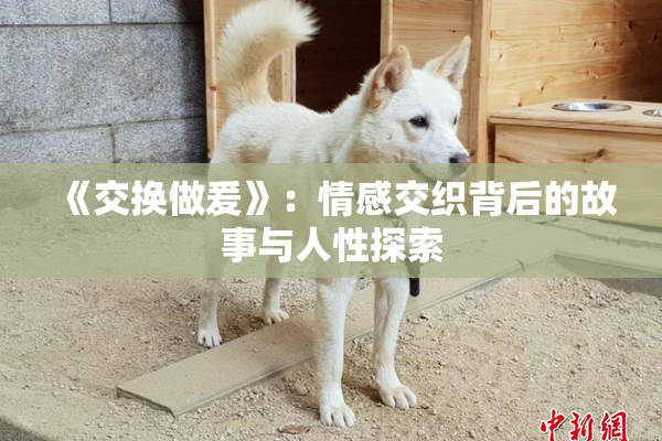 《交换做爰》：情感交织背后的故事与人性探索