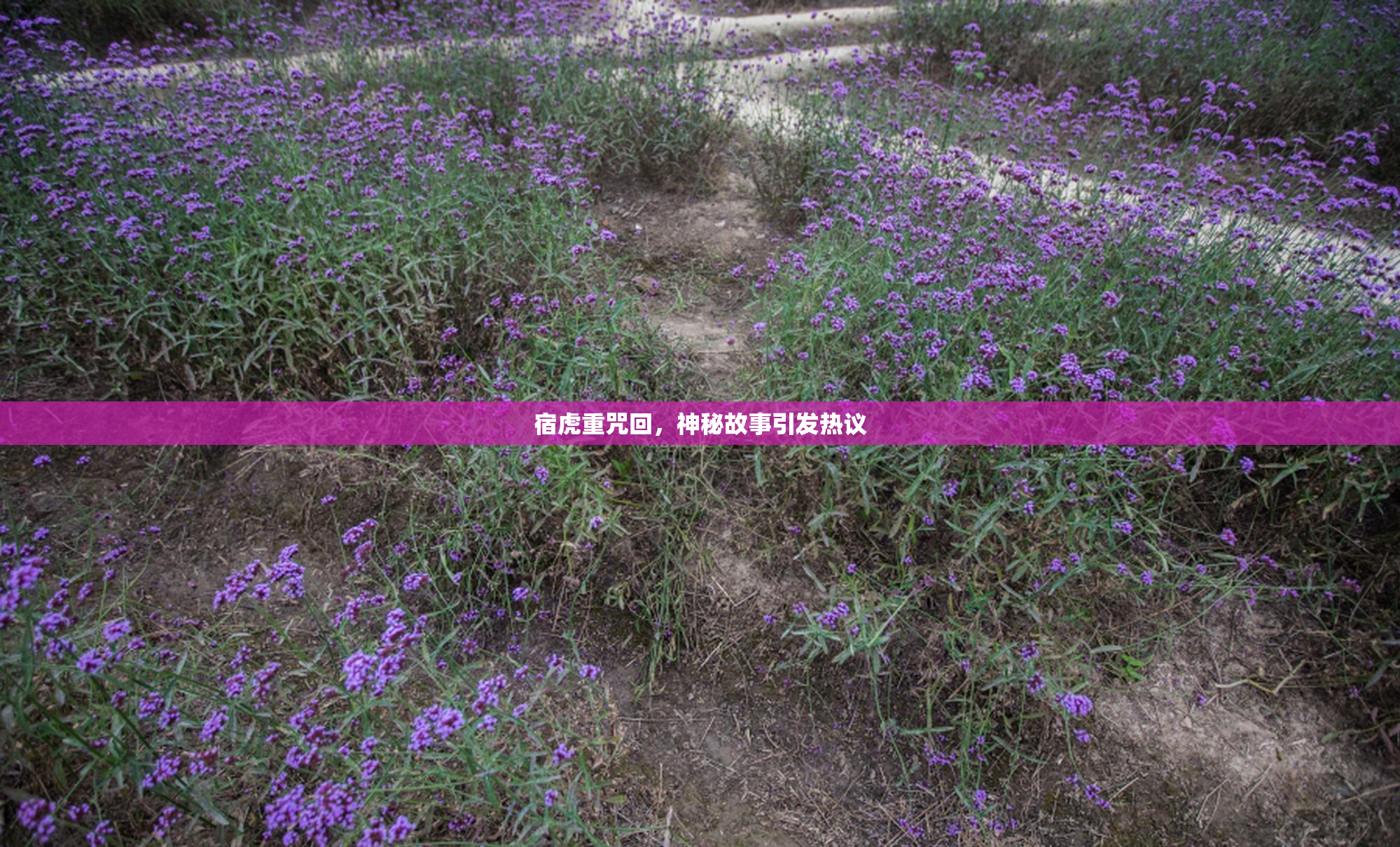 宿虎重咒回，神秘故事引发热议