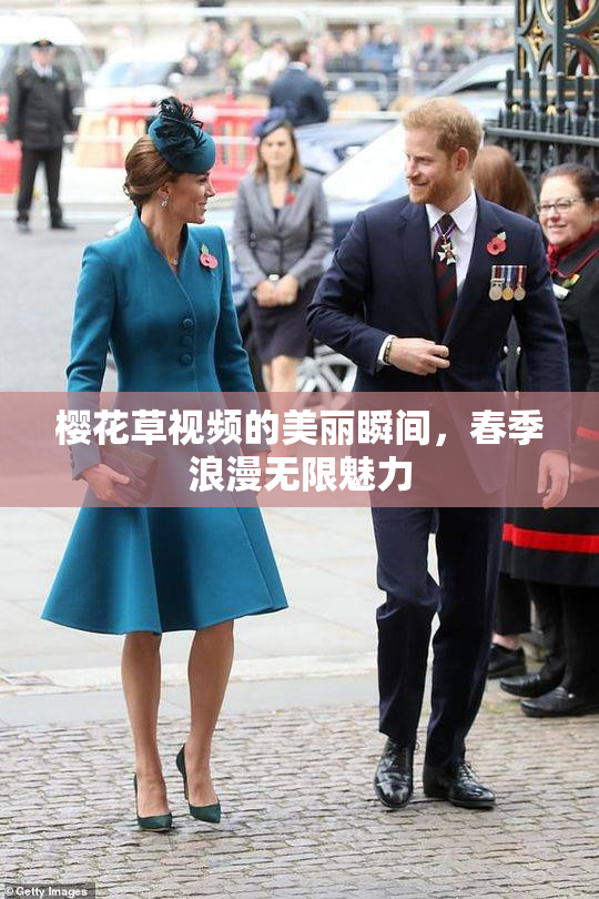 樱花草视频的美丽瞬间，春季浪漫无限魅力