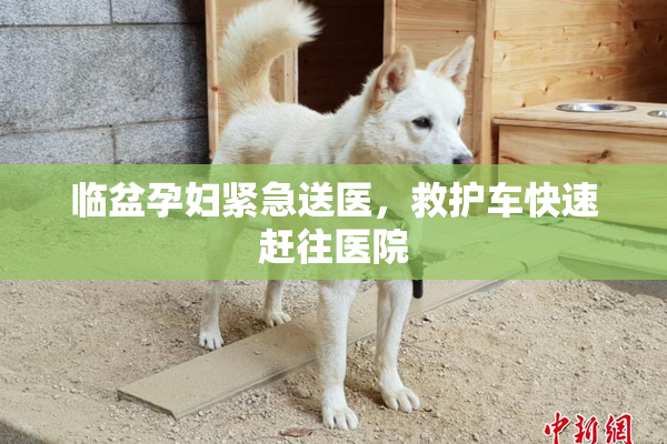 临盆孕妇紧急送医，救护车快速赶往医院