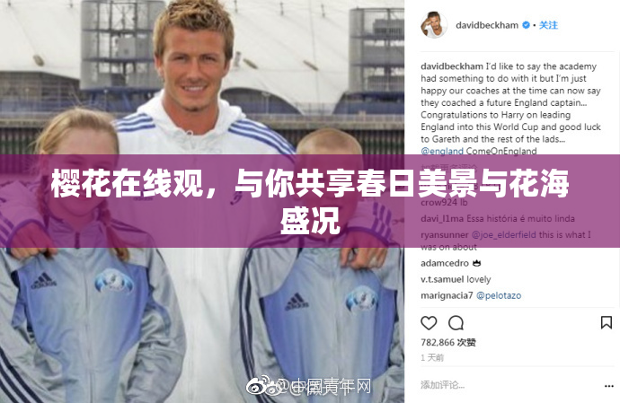 樱花在线观，与你共享春日美景与花海盛况