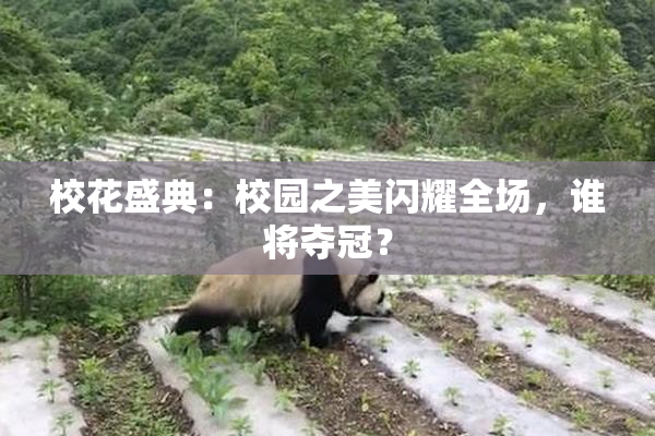 校花盛典：校园之美闪耀全场，谁将夺冠？