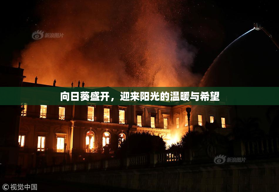 向日葵盛开，迎来阳光的温暖与希望