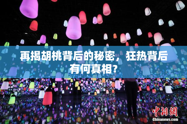 再揭胡桃背后的秘密，狂热背后有何真相？