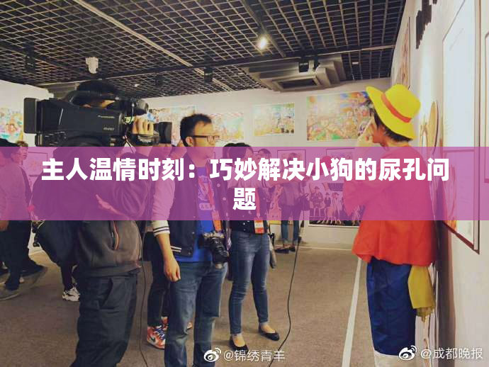 主人温情时刻：巧妙解决小狗的尿孔问题