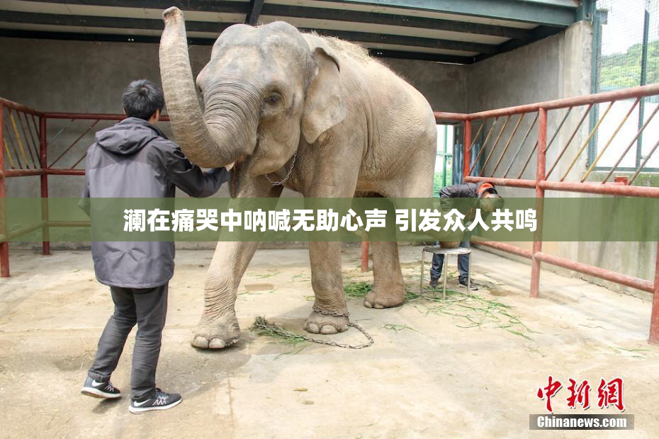 澜在痛哭中呐喊无助心声 引发众人共鸣