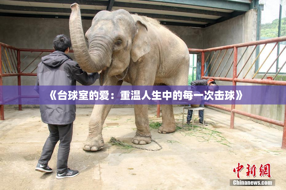 《台球室的爱：重温人生中的每一次击球》