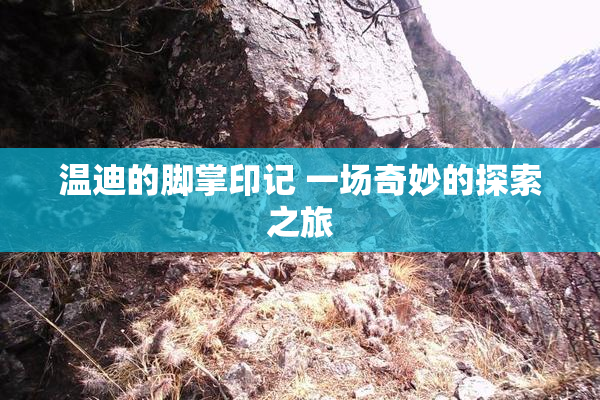 温迪的脚掌印记 一场奇妙的探索之旅