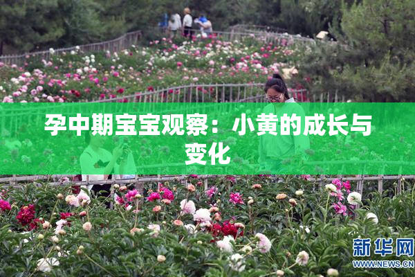 孕中期宝宝观察：小黄的成长与变化