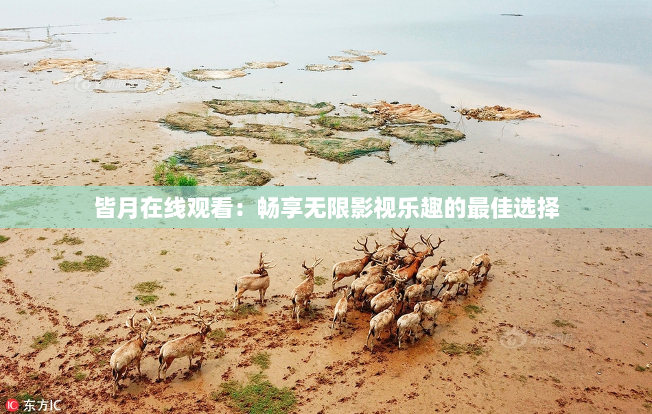 皆月在线观看：畅享无限影视乐趣的最佳选择