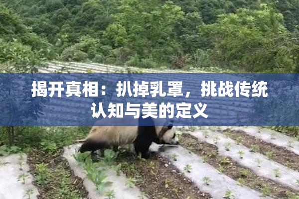 揭开真相：扒掉乳罩，挑战传统认知与美的定义