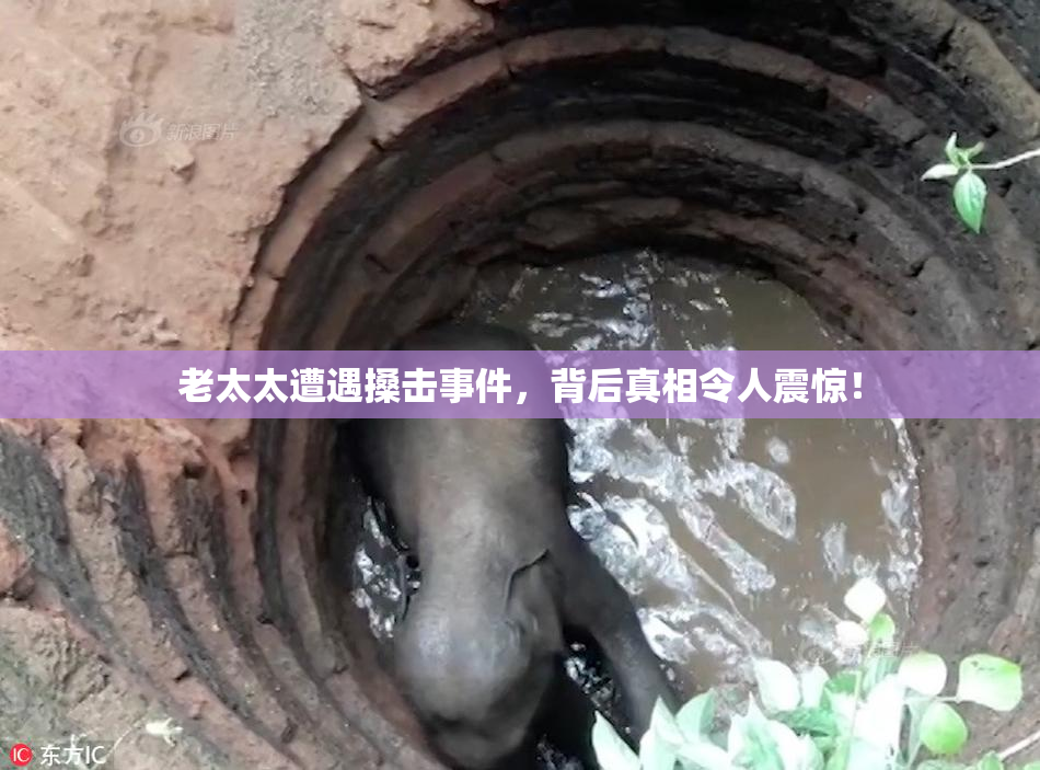 老太太遭遇搡击事件，背后真相令人震惊！