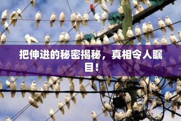 把伸进的秘密揭秘，真相令人瞩目！