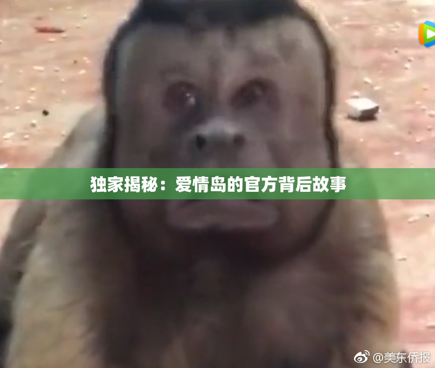 独家揭秘：爱情岛的官方背后故事
