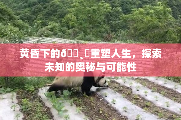 黄昏下的🌸‌重塑人生，探索未知的奥秘与可能性