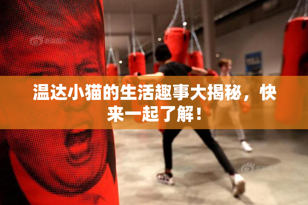 温达小猫的生活趣事大揭秘，快来一起了解！