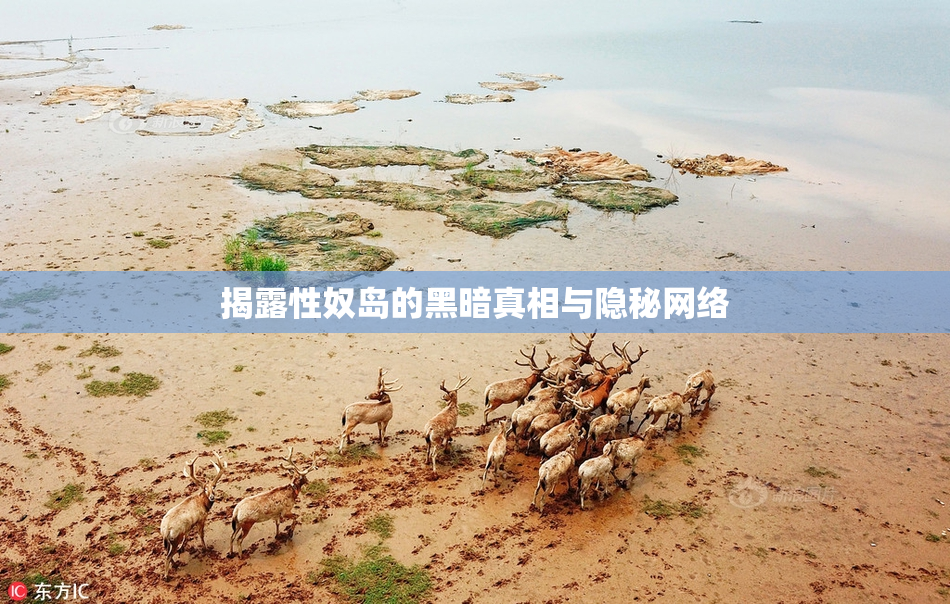 揭露性奴岛的黑暗真相与隐秘网络
