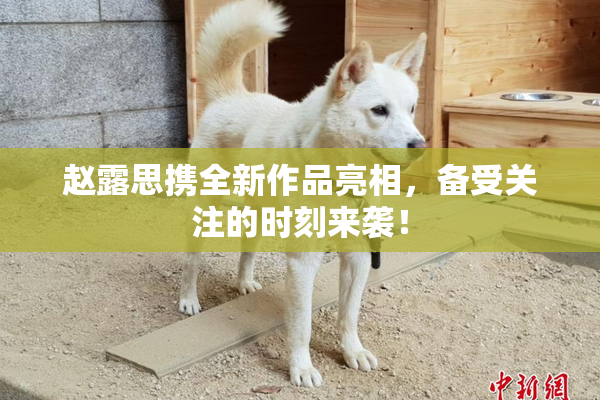 赵露思携全新作品亮相，备受关注的时刻来袭！