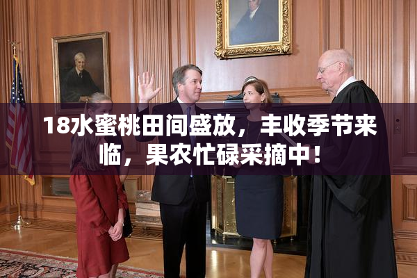 18水蜜桃田间盛放，丰收季节来临，果农忙碌采摘中！