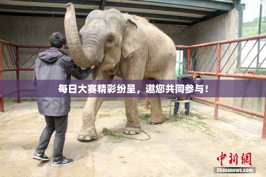 每日大赛精彩纷呈，邀您共同参与！