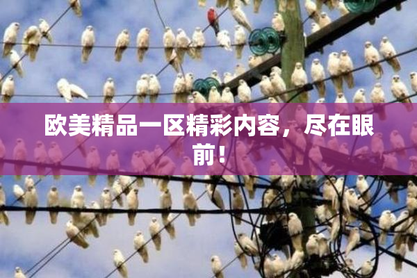 欧美精品一区精彩内容，尽在眼前！