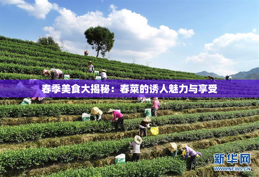 春季美食大揭秘：春菜的诱人魅力与享受