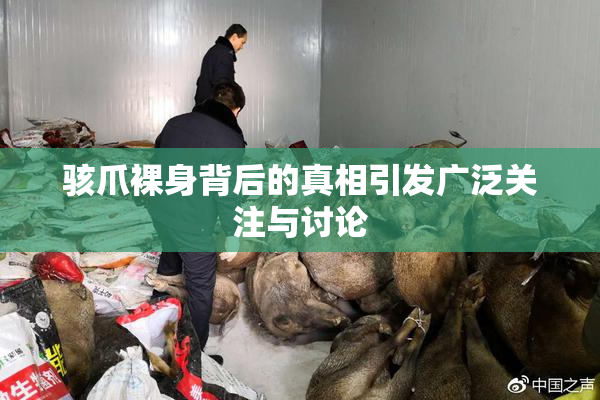 骇爪裸身背后的真相引发广泛关注与讨论