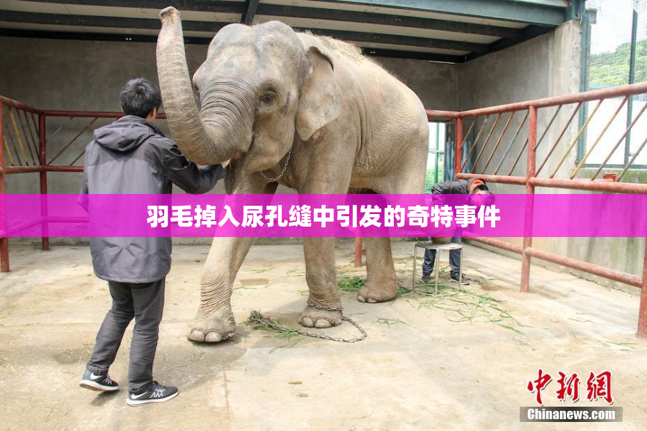 羽毛掉入尿孔缝中引发的奇特事件
