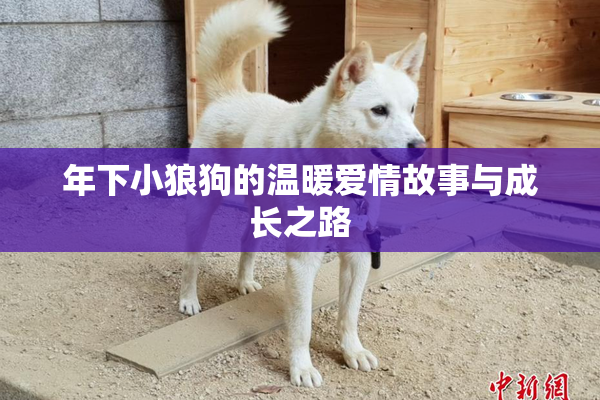 年下小狼狗的温暖爱情故事与成长之路