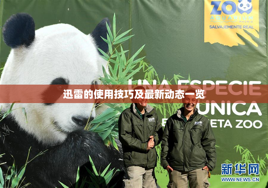 迅雷的使用技巧及最新动态一览