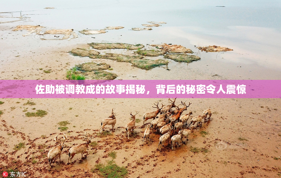 佐助被调教成的故事揭秘，背后的秘密令人震惊