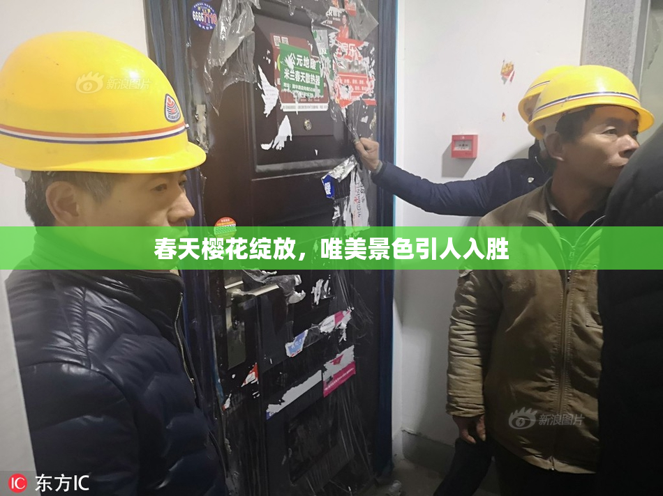 春天樱花绽放，唯美景色引人入胜