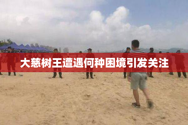 大慈树王遭遇何种困境引发关注
