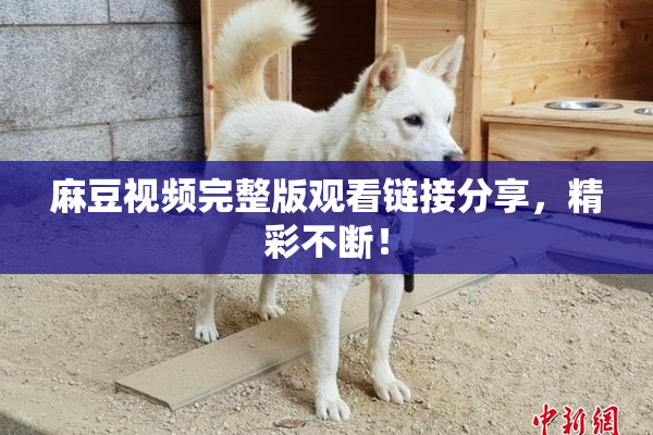 麻豆视频完整版观看链接分享，精彩不断！