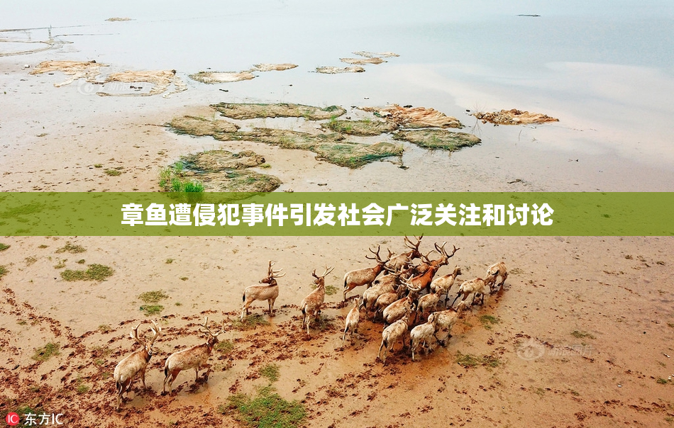 章鱼遭侵犯事件引发社会广泛关注和讨论