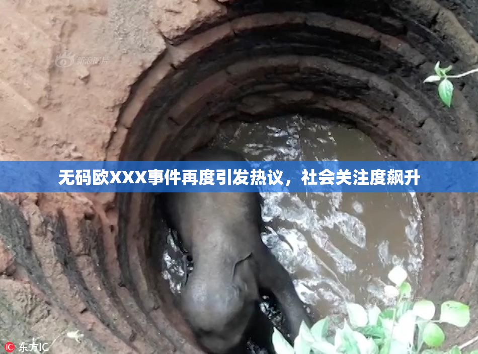 无码欧XXX事件再度引发热议，社会关注度飙升