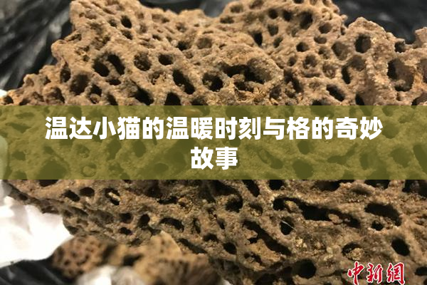 温达小猫的温暖时刻与格的奇妙故事