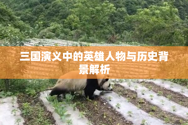 三国演义中的英雄人物与历史背景解析