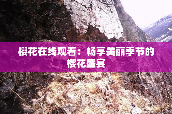 樱花在线观看：畅享美丽季节的樱花盛宴