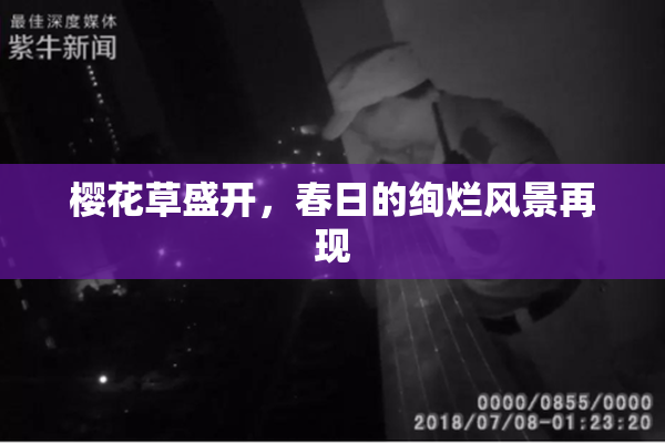 樱花草盛开，春日的绚烂风景再现